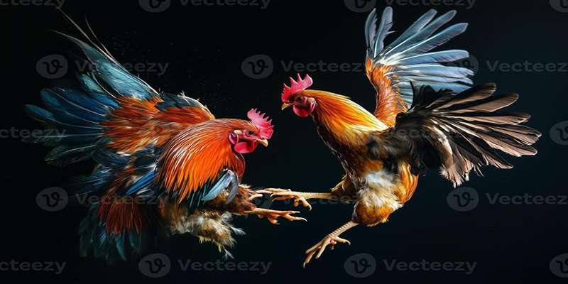 Giới thiệu Bongvip - Nền tảng cược đá gà hấp dẫn hiện nay